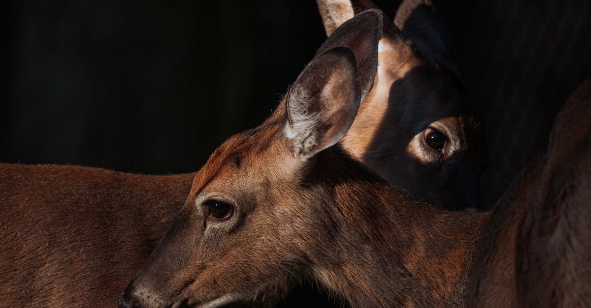 two-deer-together